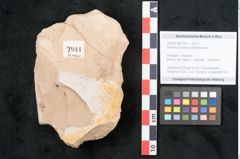 Foto (Objekt + Etikett) von Bumelia heliadum Ettingshausen (NHMW-GEO-2024-0188-7941)